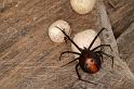 Latrodectus_hasselti_D3651_Z_81_Hamelin pool_Australie